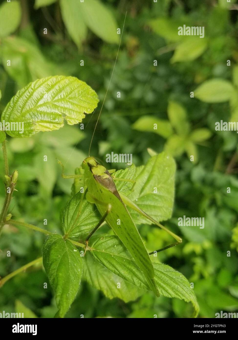 Amblycorypha oblongifolia hi-res stock photography and images - Alamy