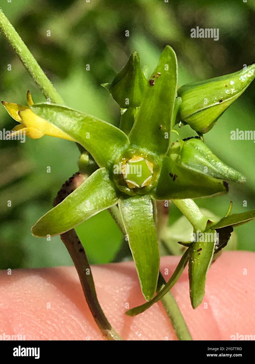 Anglepod (Gonolobus suberosus Stock Photo - Alamy