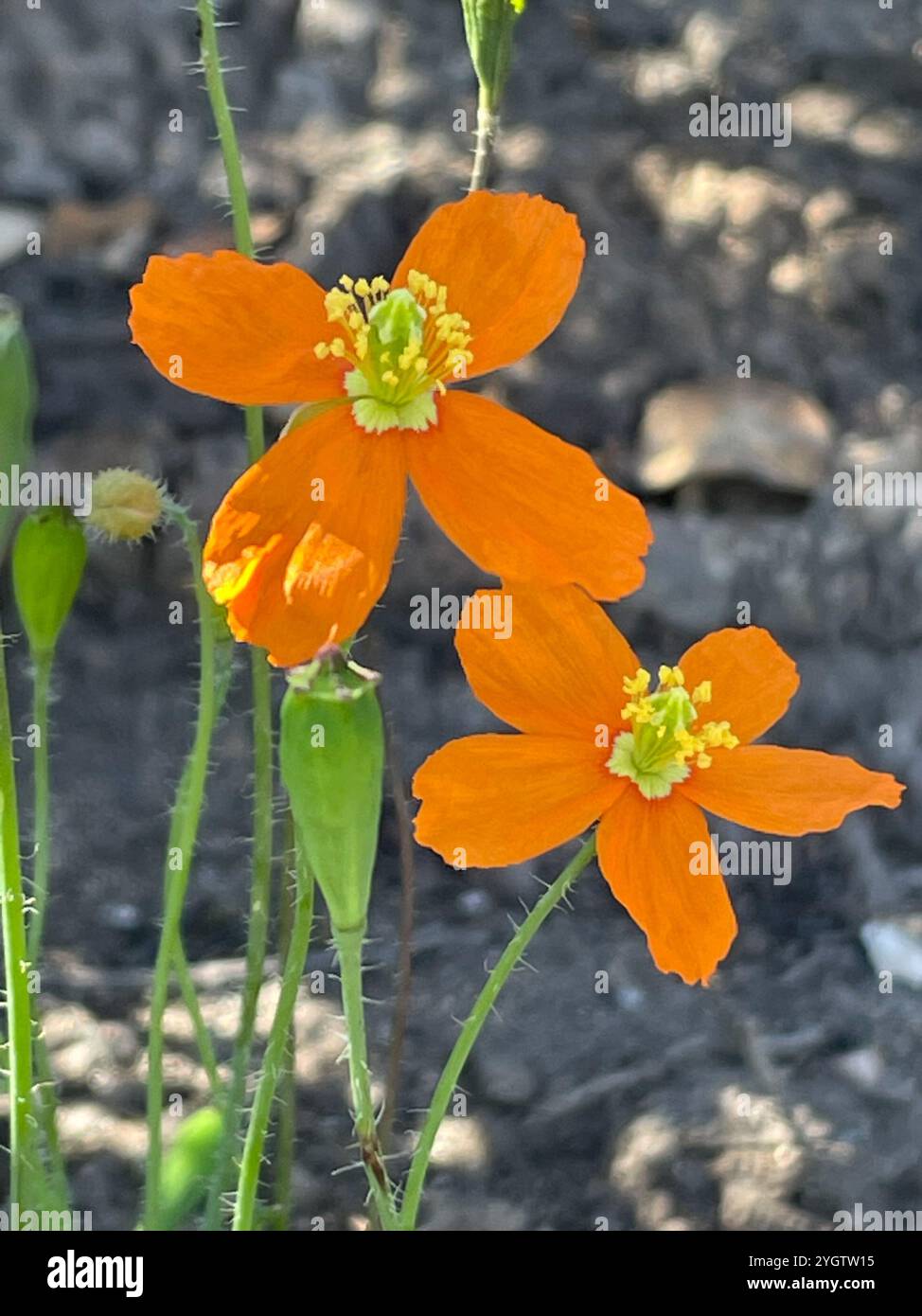 fire poppy (Papaver californicum Stock Photo - Alamy
