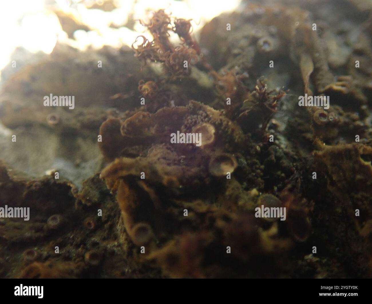 Crumpled Rock Tarpaper Lichen (Lathagrium fuscovirens Stock Photo - Alamy