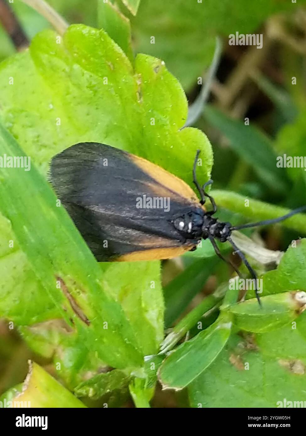 Orange patched smoky moth hi-res stock photography and images - Alamy