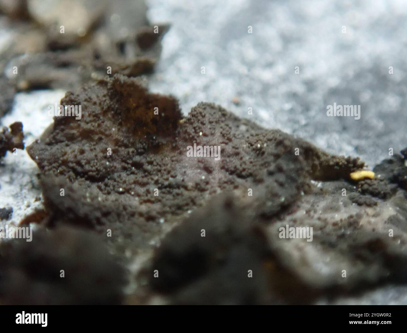 Lathagrium hi-res stock photography and images - Alamy