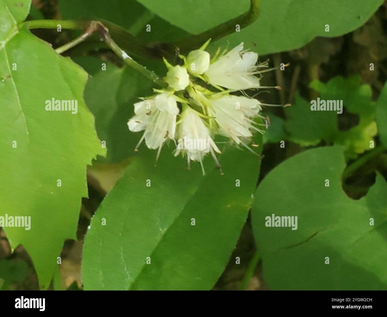 Hydrophyllum canadense hi-res stock photography and images - Alamy