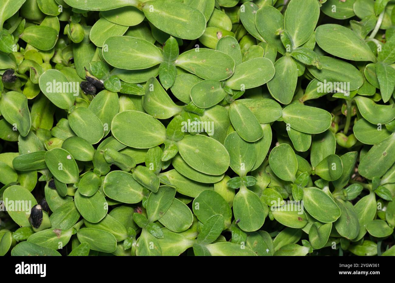 Oilseed Sunflower seedlings plants sprouting crop growth agriculture produce. Stock Photo