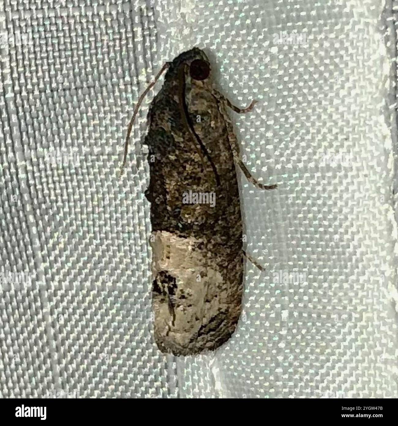 Locust Moth Locust borer moth hi-res stock photography and images - Alamy