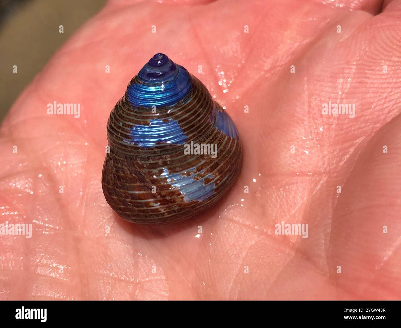 Blue ringed top snail hi-res stock photography and images - Alamy