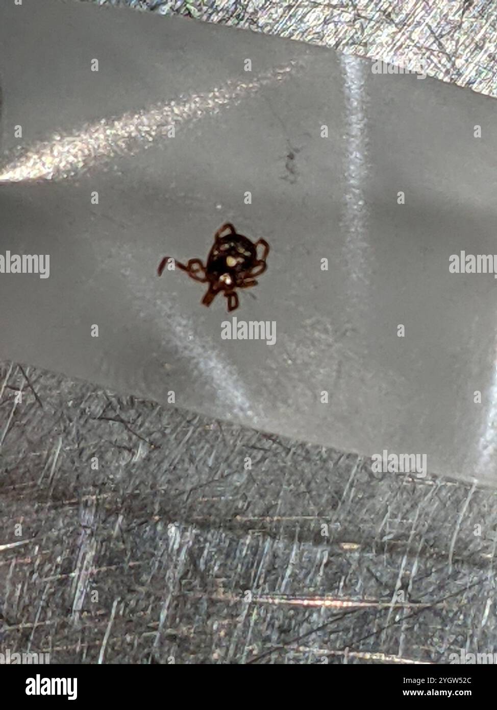 Lone Star Tick (Amblyomma americanum) Stock Photo