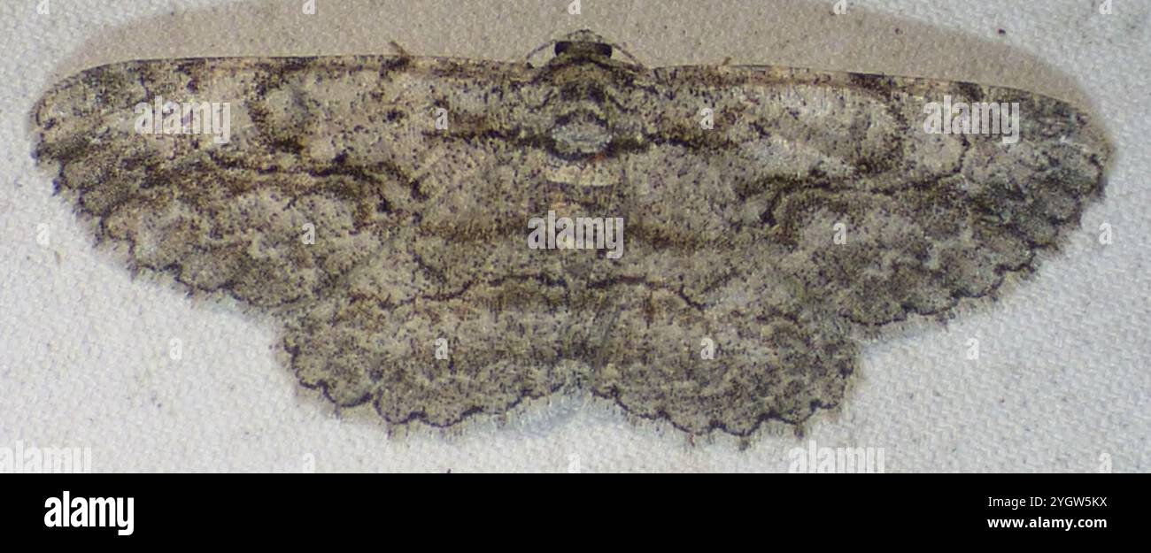 North American Common Gray (Anavitrinella pampinaria Stock Photo - Alamy