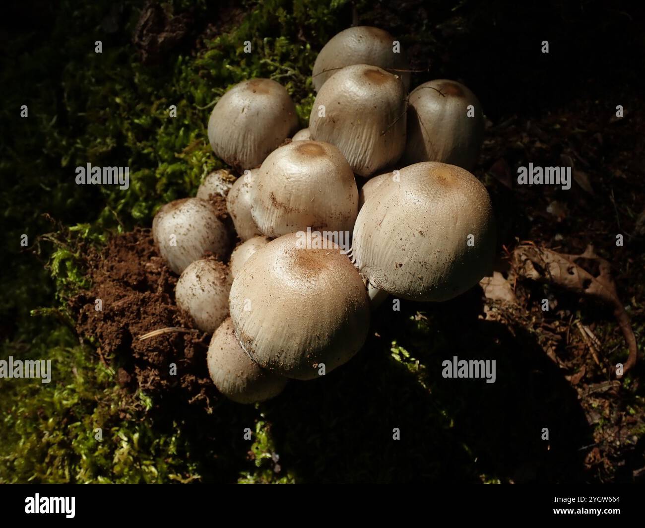 Common Ink Cap (Coprinopsis atramentaria Stock Photo - Alamy