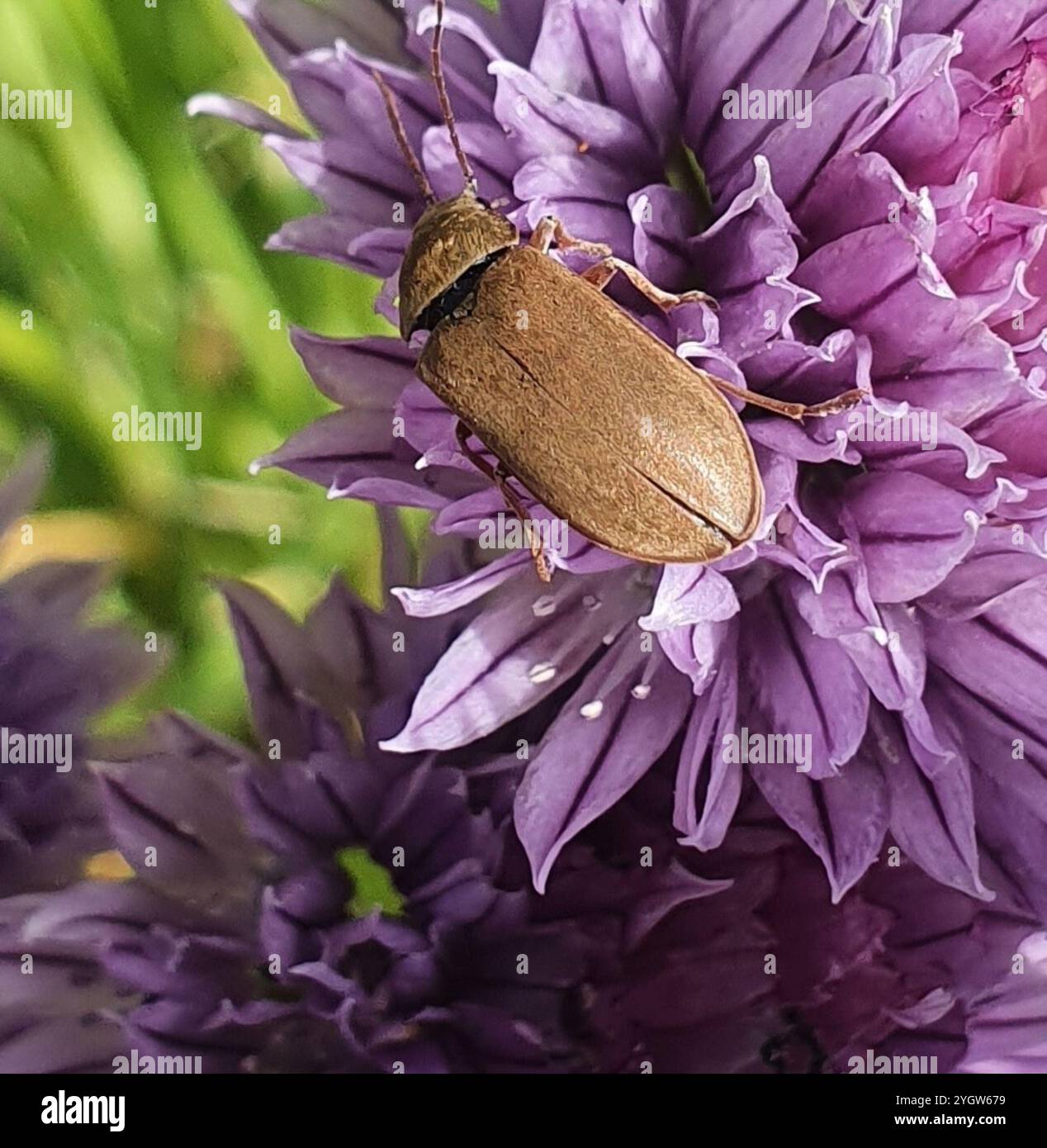 Beetle & Orchid Top
