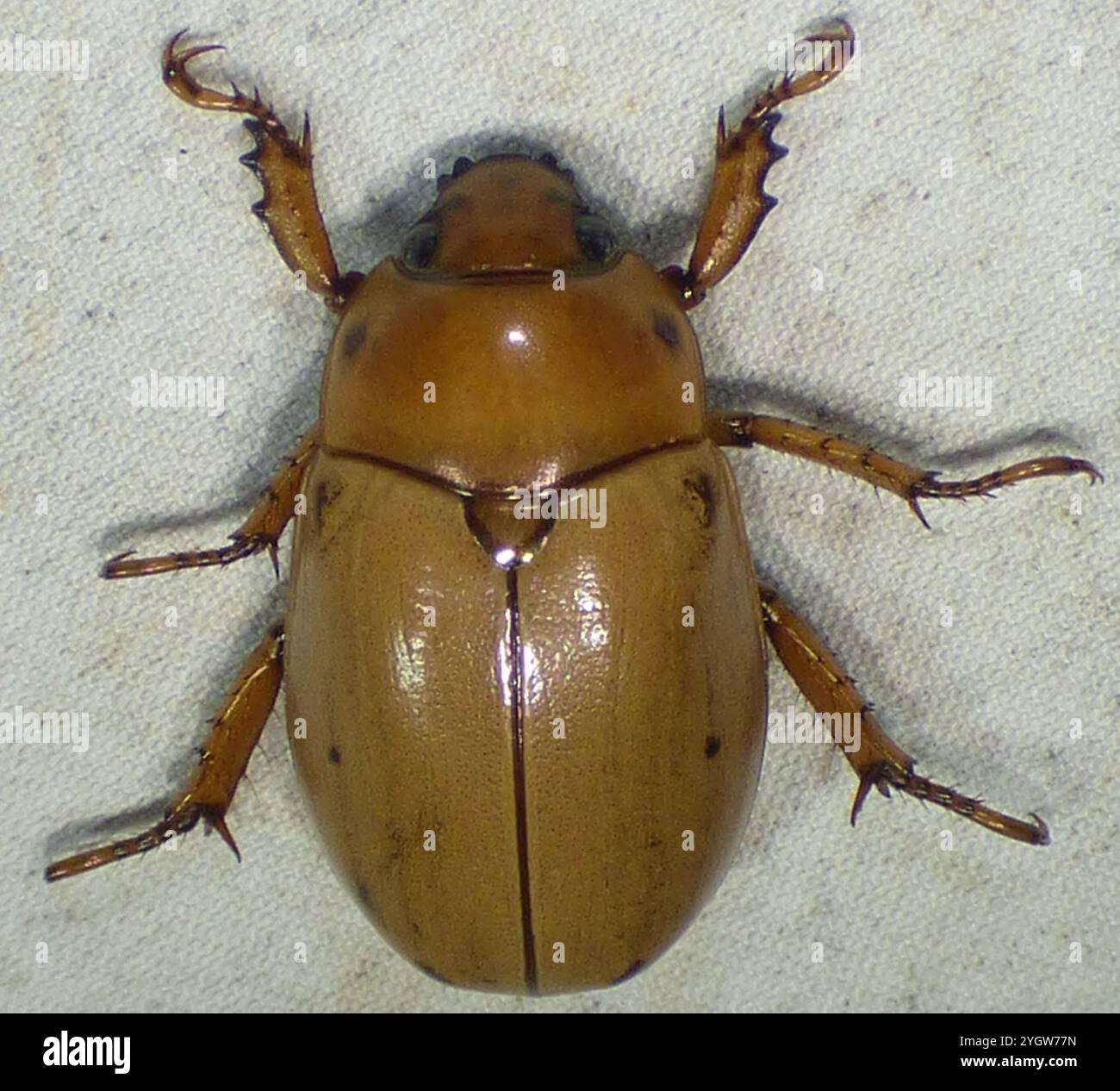 Grapevine Beetle (Pelidnota punctata Stock Photo - Alamy