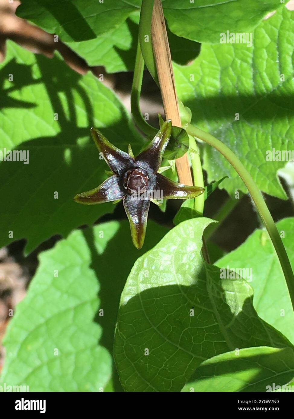 Anglepod (Gonolobus suberosus Stock Photo - Alamy