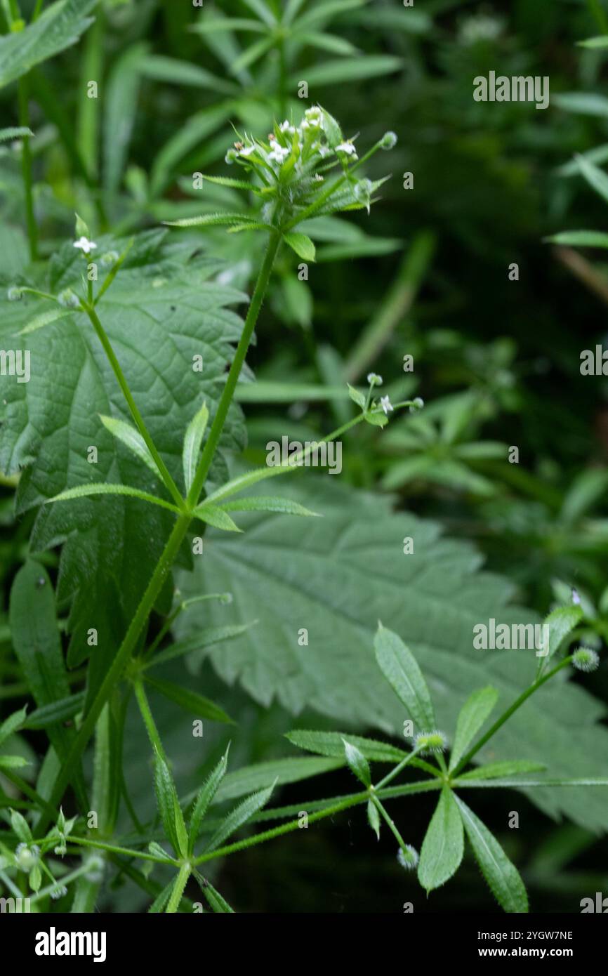 catchweed bedstraw (Galium aparine Stock Photo - Alamy