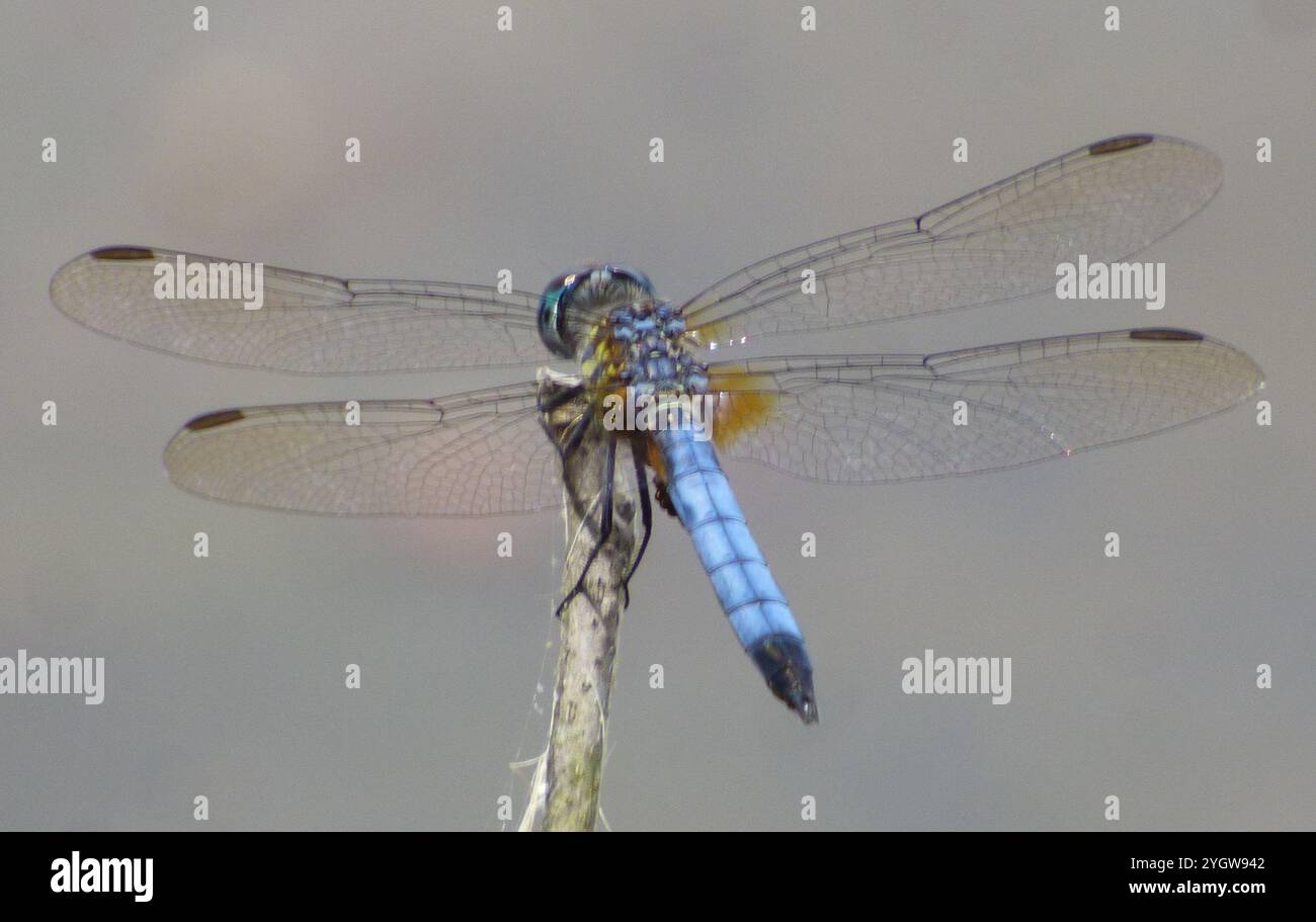 Blue Dasher (Pachydiplax longipennis Stock Photo - Alamy