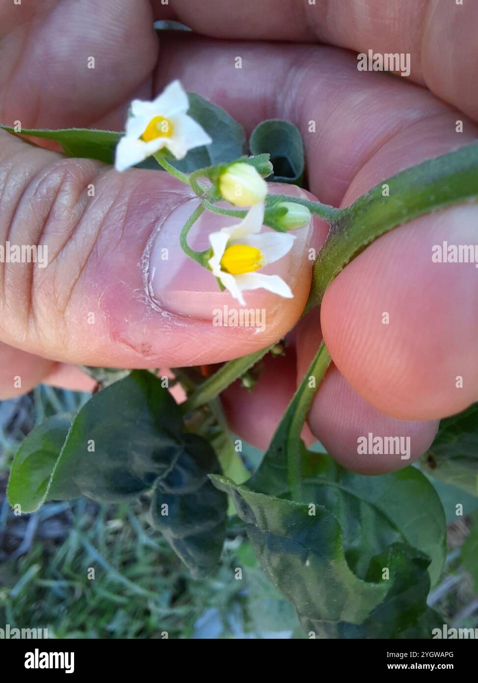Black Nightshade Complex (Solanum nigrum Stock Photo - Alamy