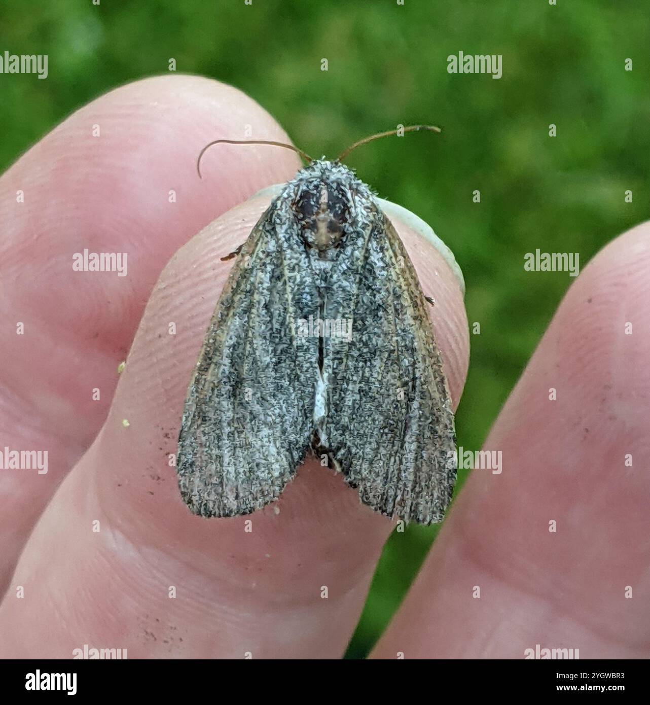 Broth Moth Brother Moth (Raphia frater Stock Photo - Alamy