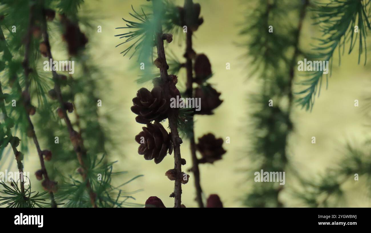 tamarack (Larix laricina Stock Photo - Alamy