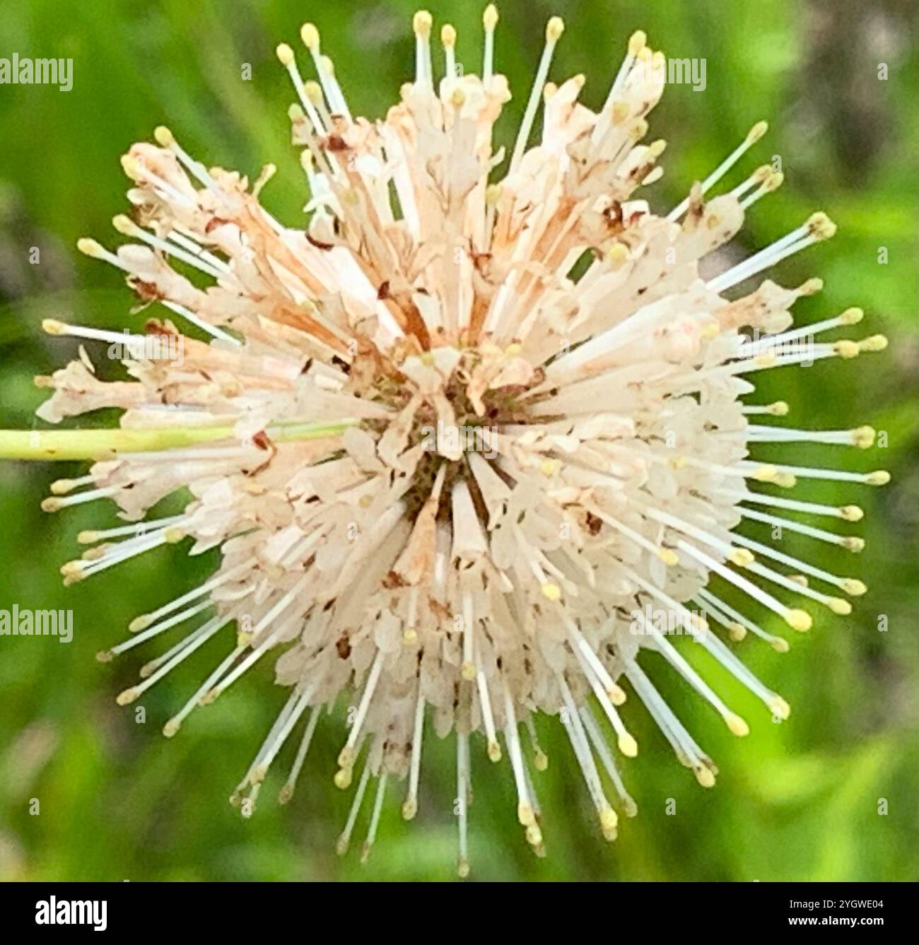 buttonbush (Cephalanthus occidentalis Stock Photo - Alamy