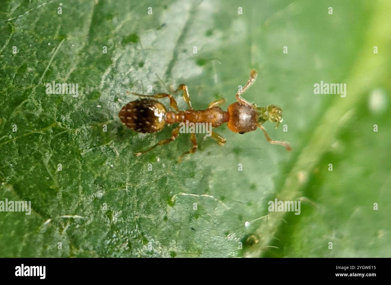 (Temnothorax nylanderi) Stock Photo