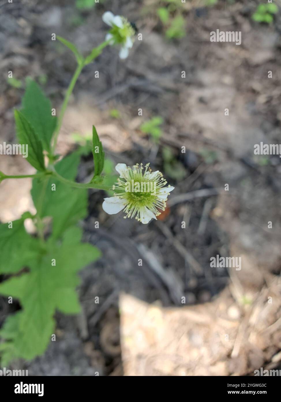 White avens (Geum canadense) - PictureThis