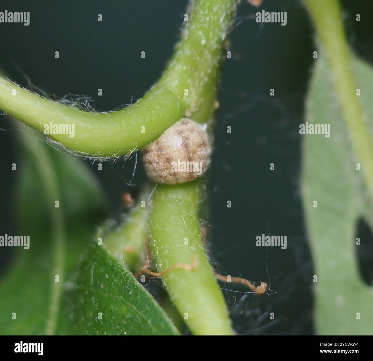Gall-like Scales (Kermesidae Stock Photo - Alamy