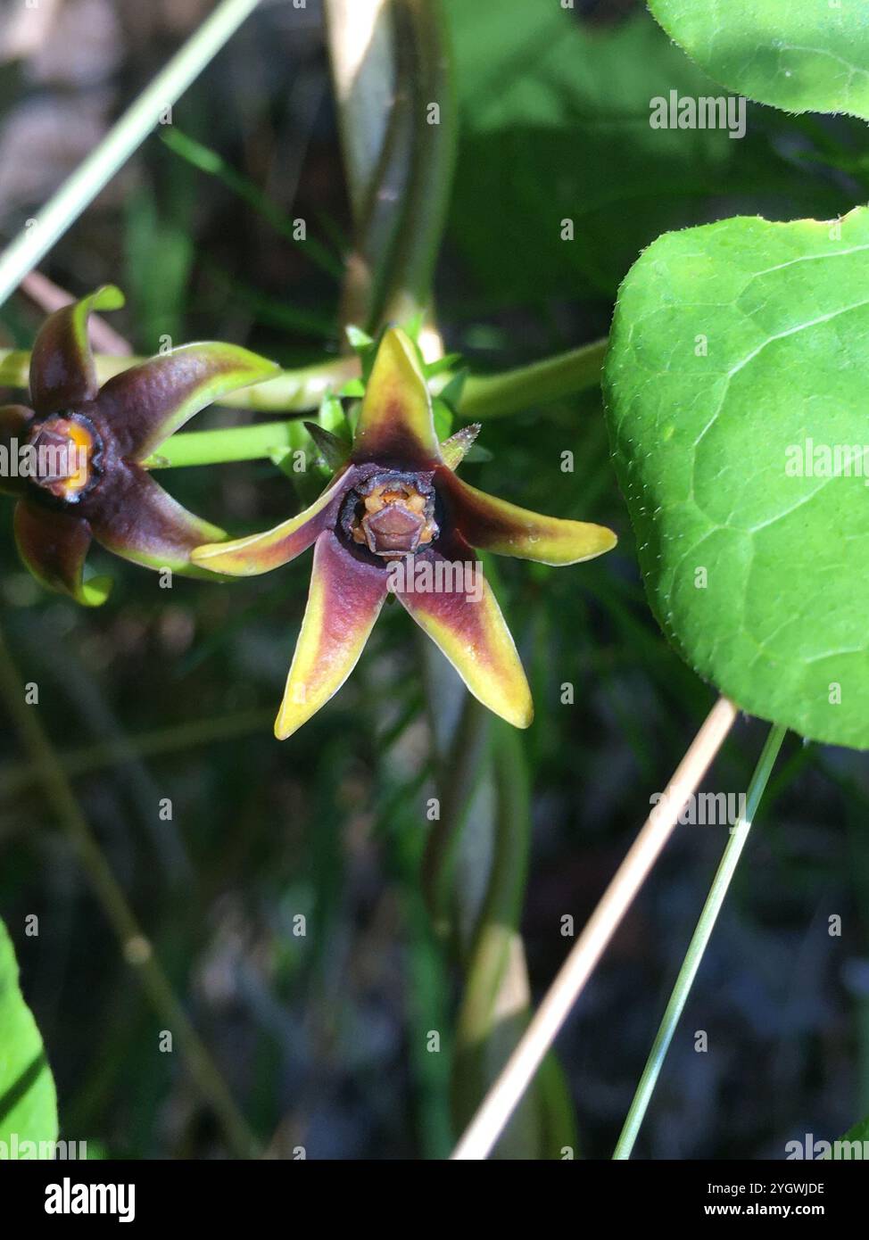 Anglepod (Gonolobus suberosus Stock Photo - Alamy