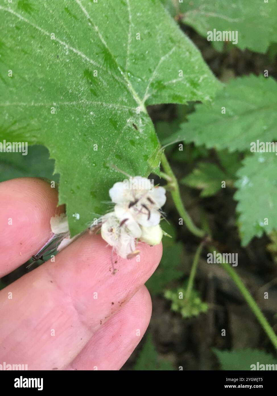 Broad-leaf Waterleaf (Hydrophyllum canadense Stock Photo - Alamy