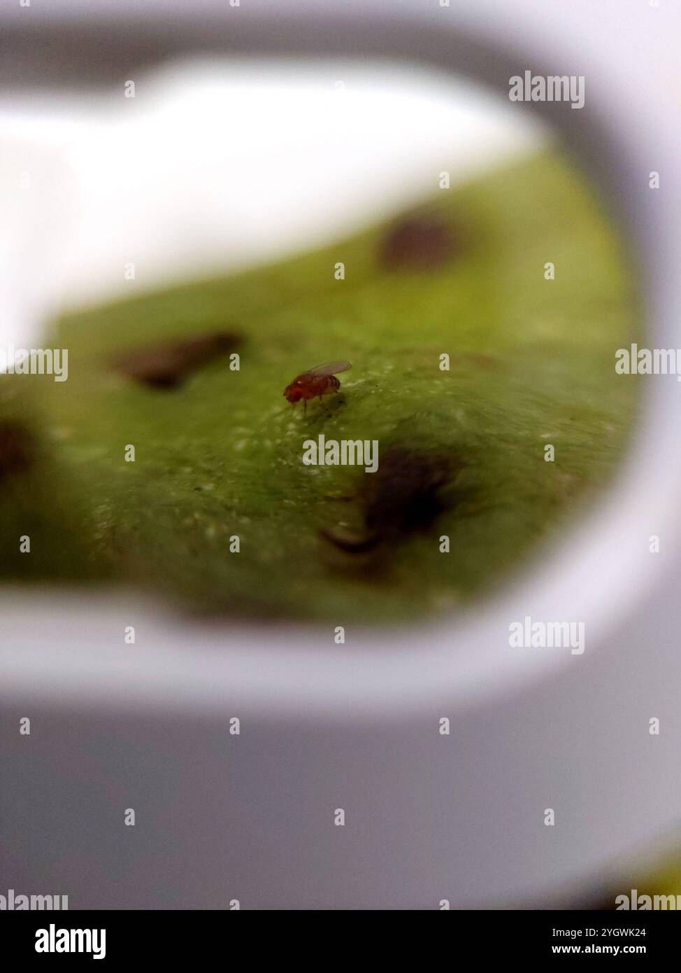 Small Fruit Flies (Drosophila Stock Photo - Alamy