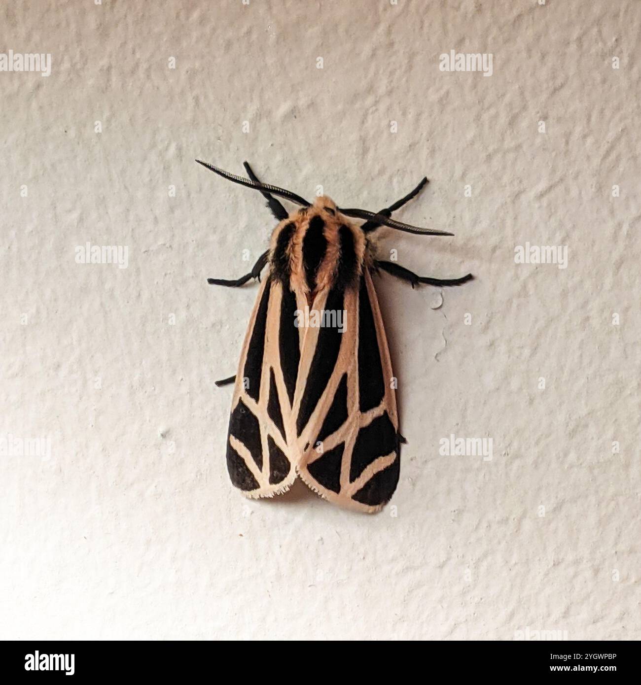 Harnessed Tiger Moth (Apantesis phalerata Stock Photo - Alamy