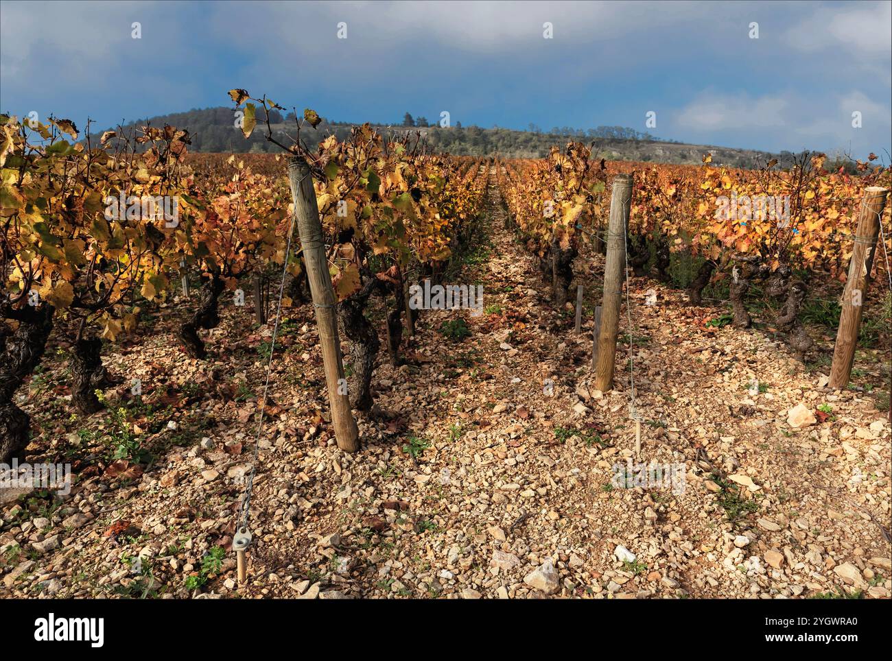 Cote d'Or, Burgundy, France - October 24rd 2024 - The autumn vineyards of Burgundy with the vines changing colour and stoney soil Stock Photo