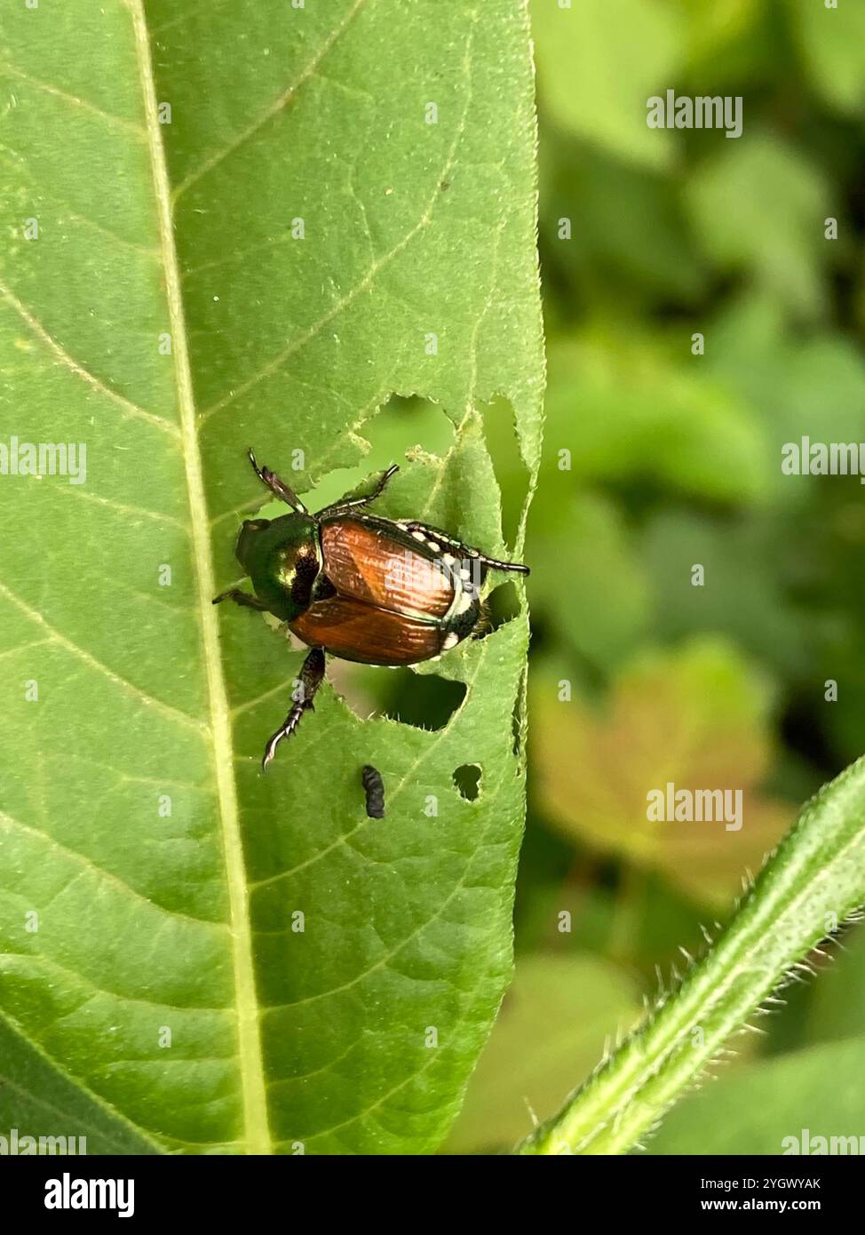 Japanese Beetle (Popillia japonica Stock Photo - Alamy