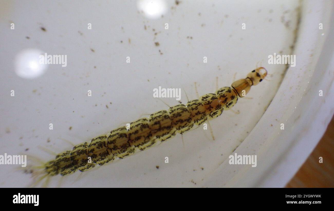 Whirligig beetles hi-res stock photography and images - Alamy