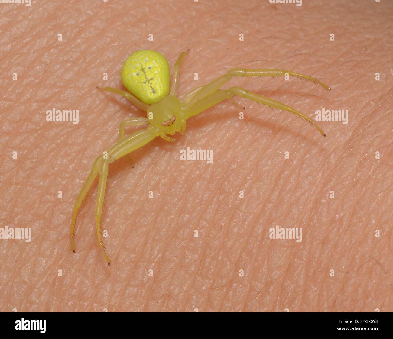 American Green Crab Spider (Misumessus oblongus Stock Photo - Alamy