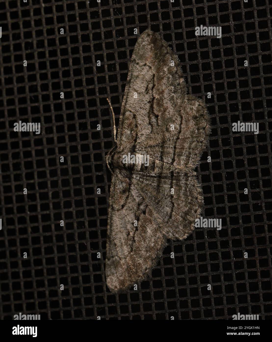 North American Common Gray (Anavitrinella pampinaria Stock Photo - Alamy