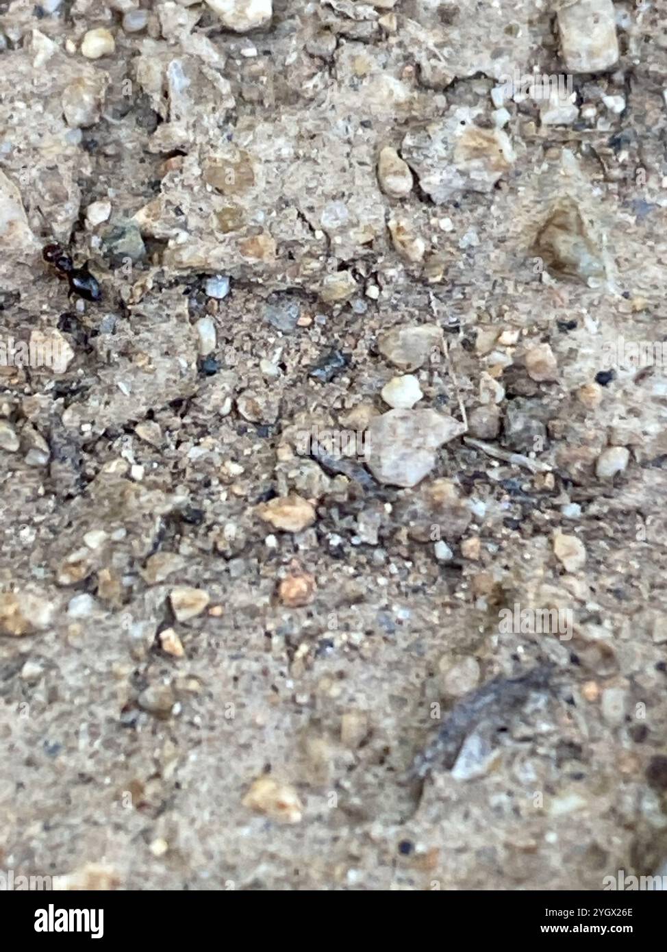 Rover Ants (Brachymyrmex Stock Photo - Alamy