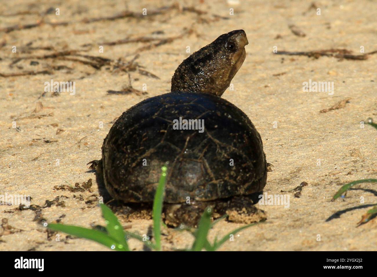 Eastern Mud Turtle (Kinosternon subrubrum) Stock Photo