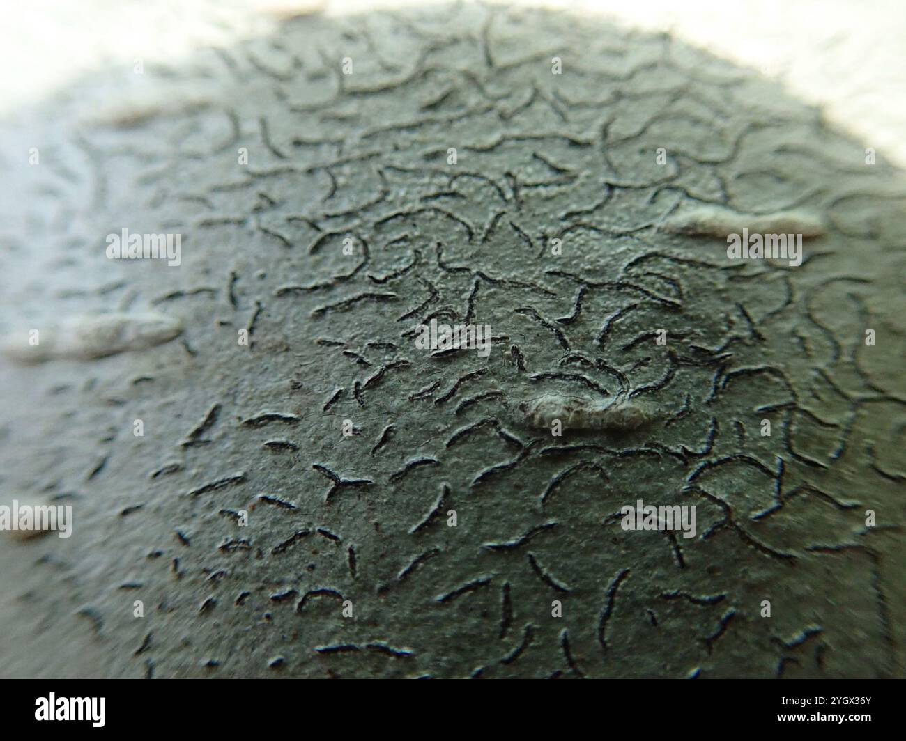 Common Script Lichen (Graphis scripta Stock Photo - Alamy