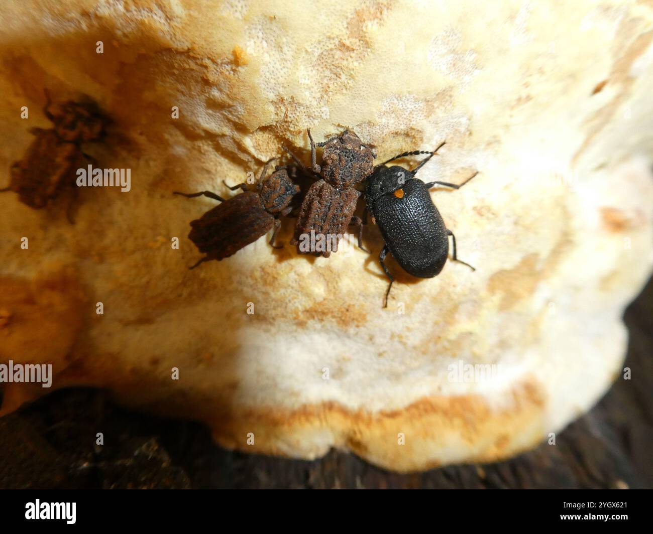 Phellopsis Eastern Ironclad Beetle (Phellopsis obcordata Stock Photo - Alamy