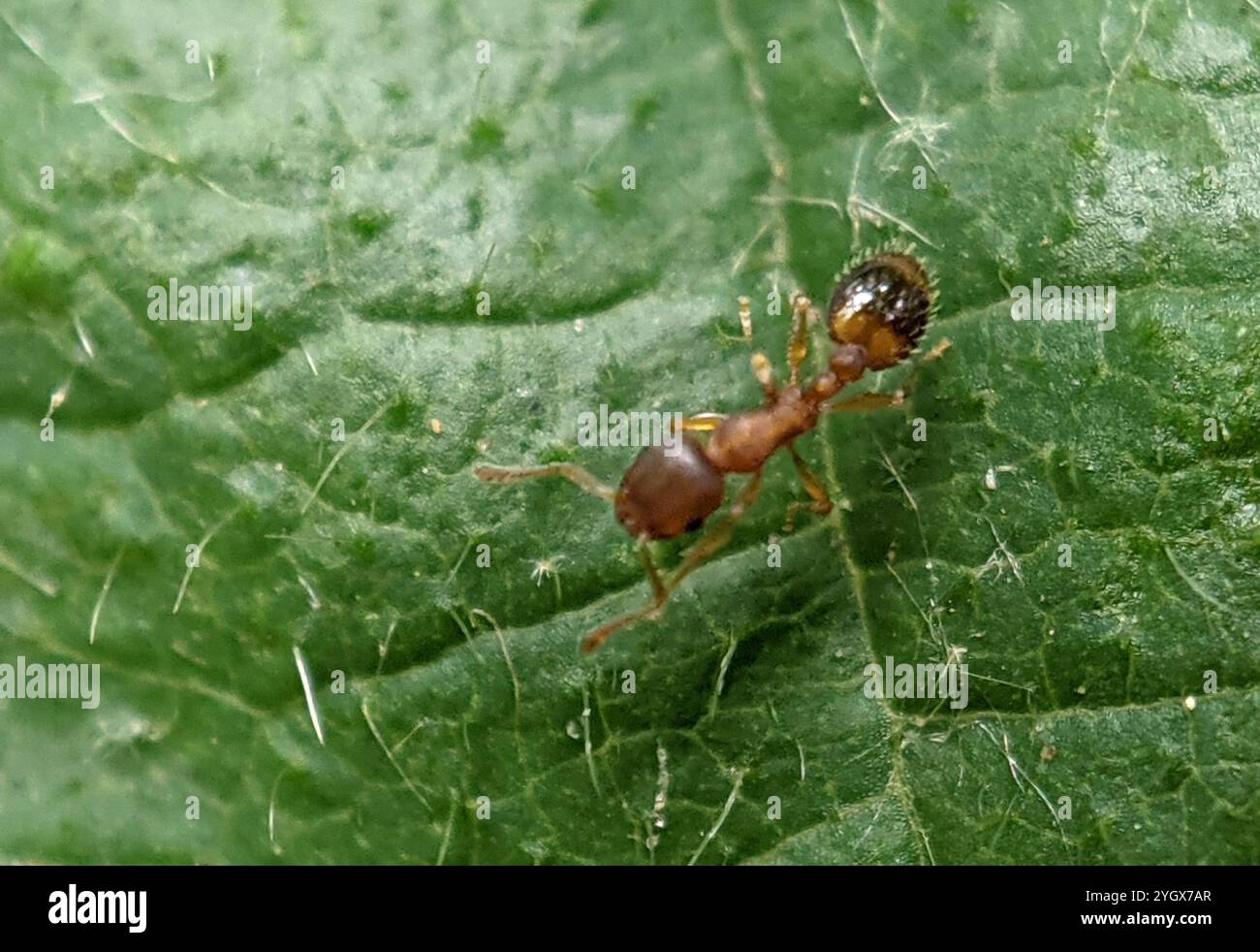 (Temnothorax nylanderi) Stock Photo