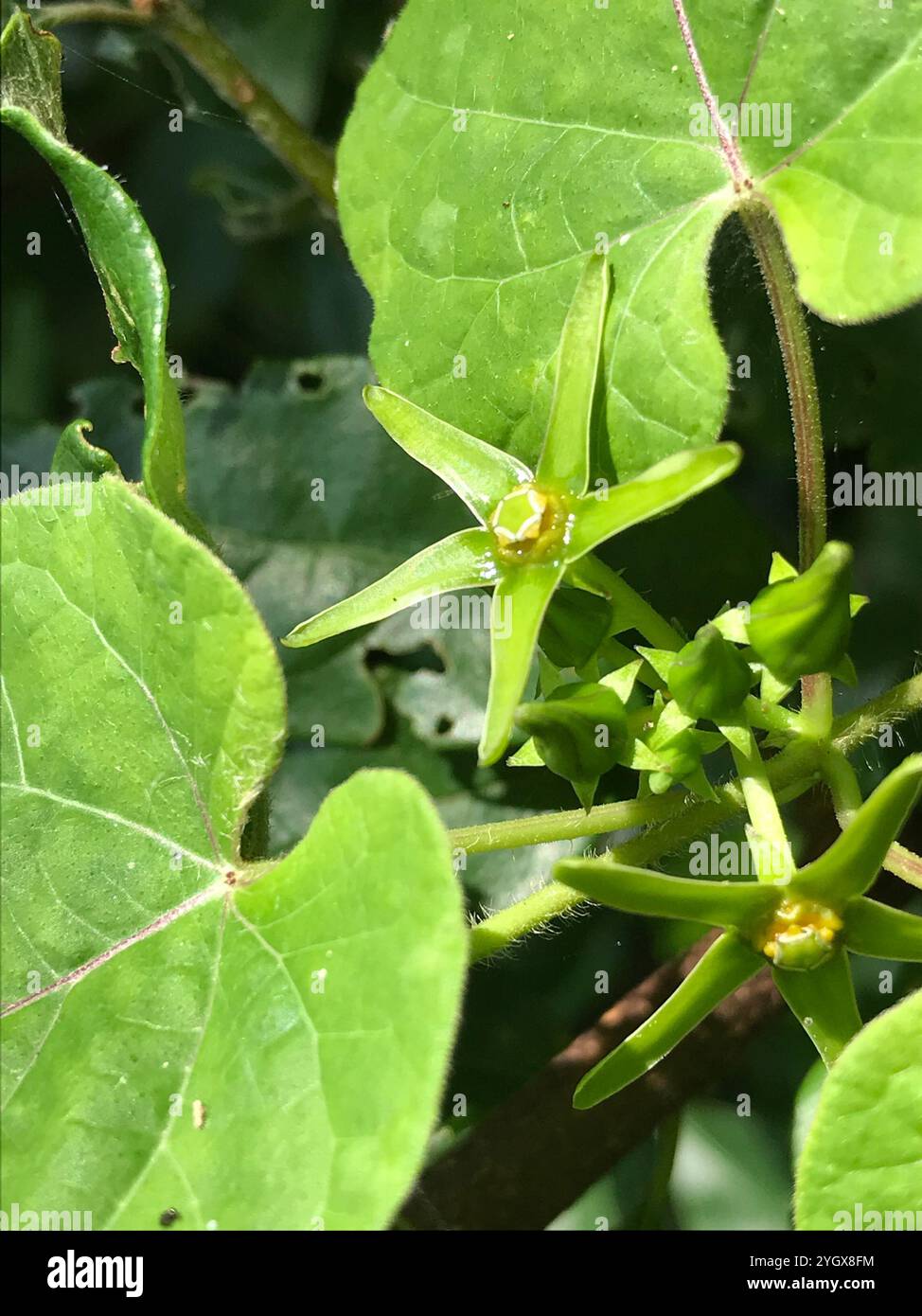 Anglepod (Gonolobus suberosus Stock Photo - Alamy