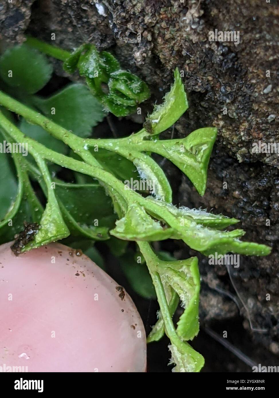 wall-rue (Asplenium ruta-muraria Stock Photo - Alamy