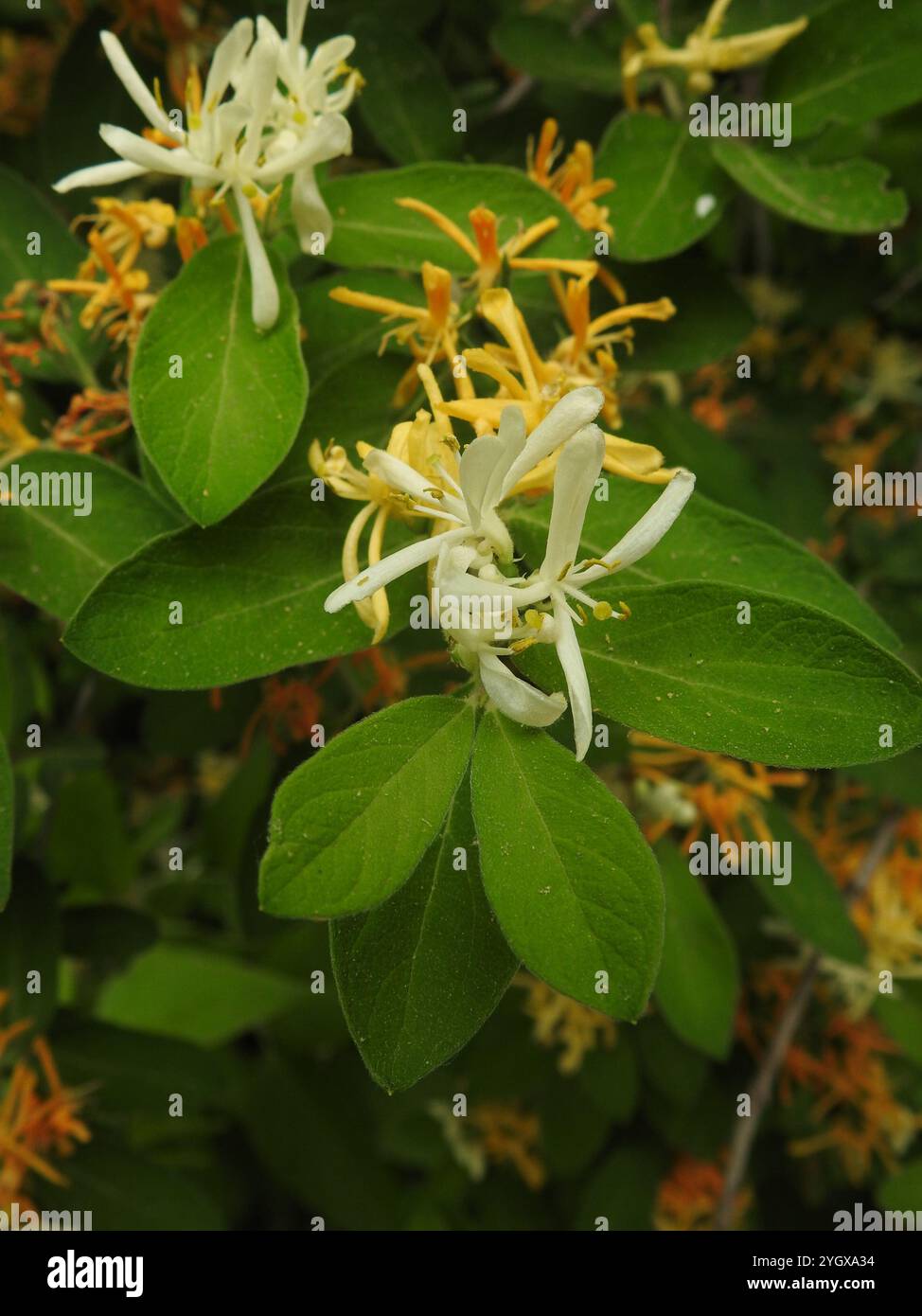 Lonicera morrowii hi-res stock photography and images - Alamy