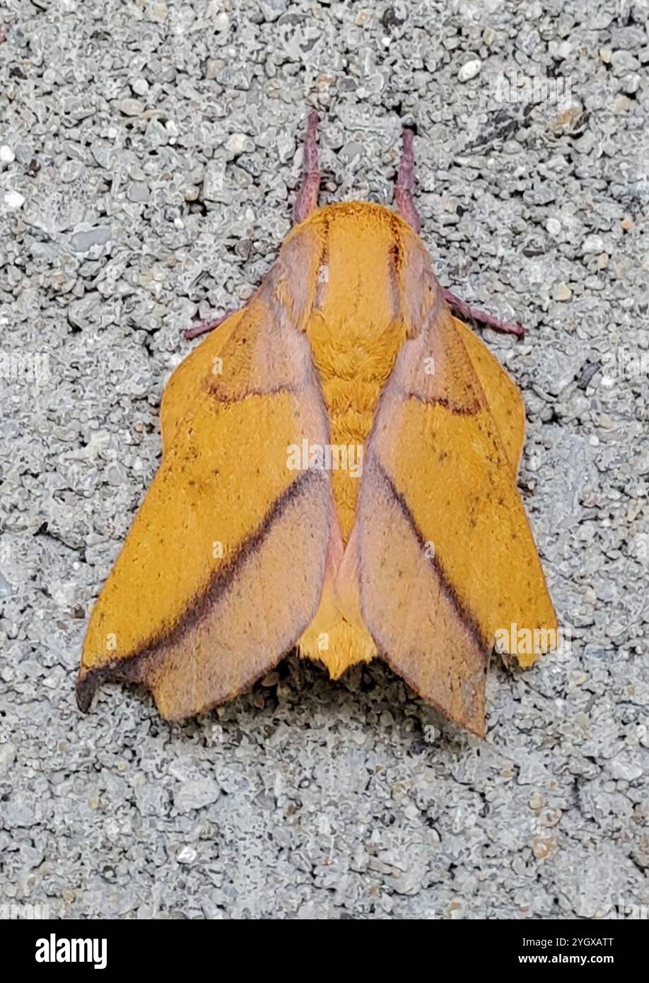 Locust Moth Honey locust moth hi-res stock photography and images - Alamy