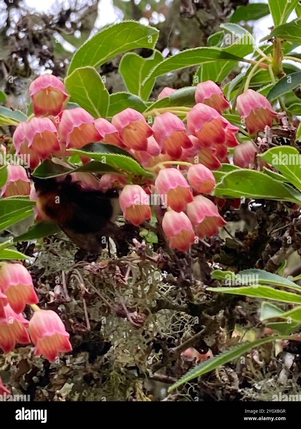 Tree Bumble Bee (Bombus hypnorum Stock Photo - Alamy