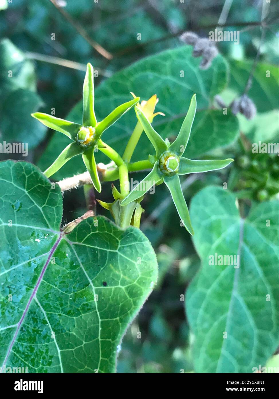 Suberosus hi-res stock photography and images - Alamy