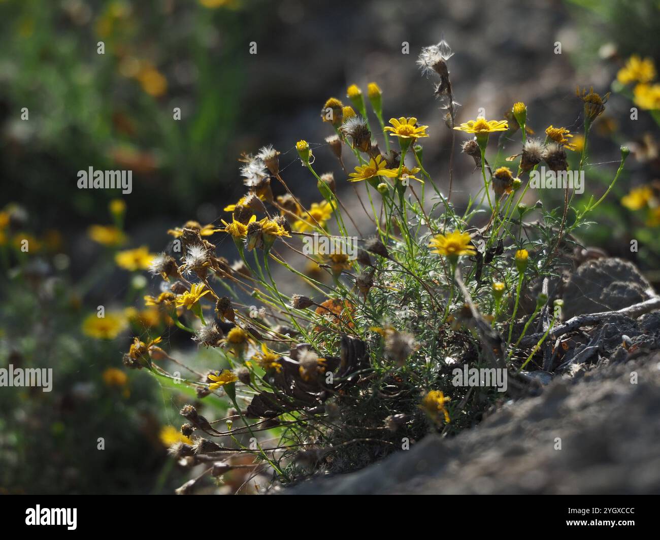 bristleleaf pricklyleaf (Thymophylla tenuiloba) Stock Photo