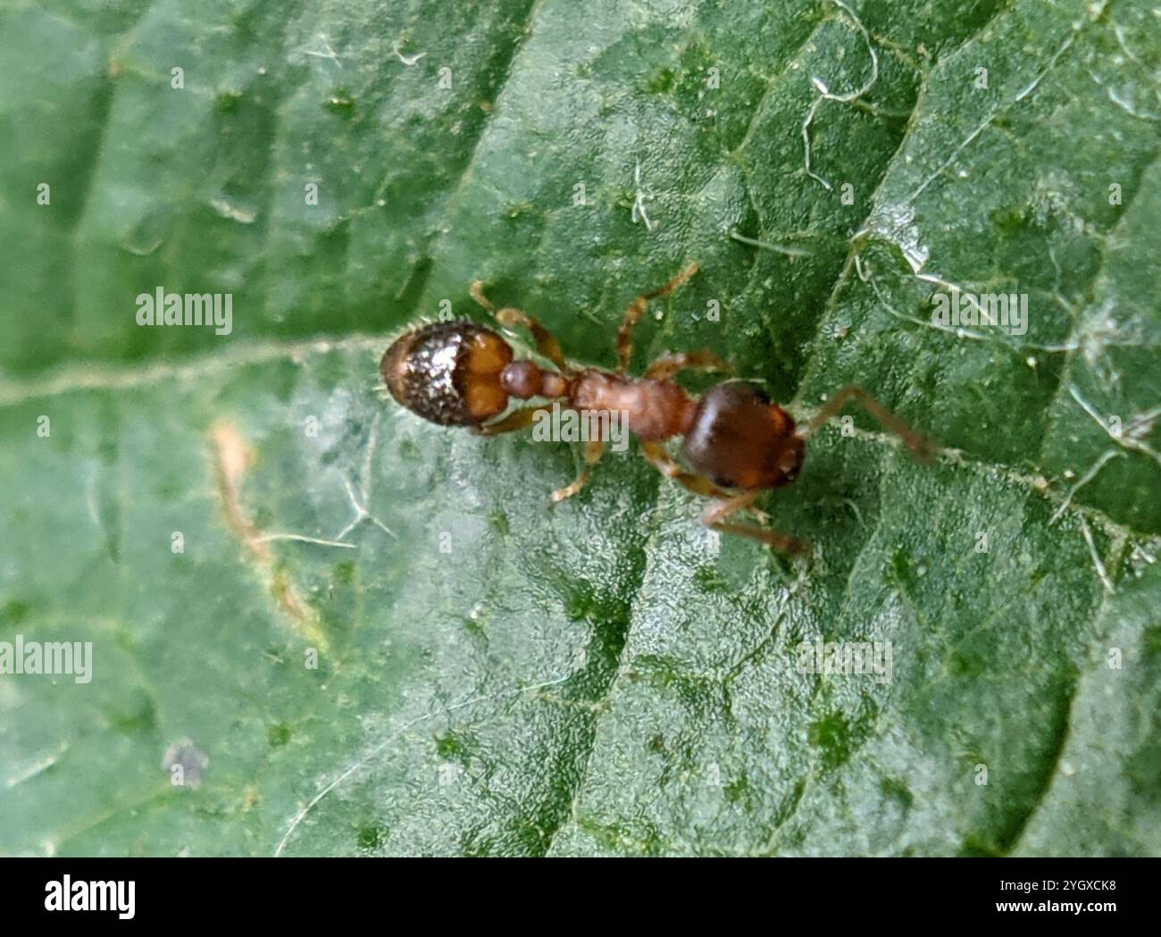 (Temnothorax nylanderi) Stock Photo