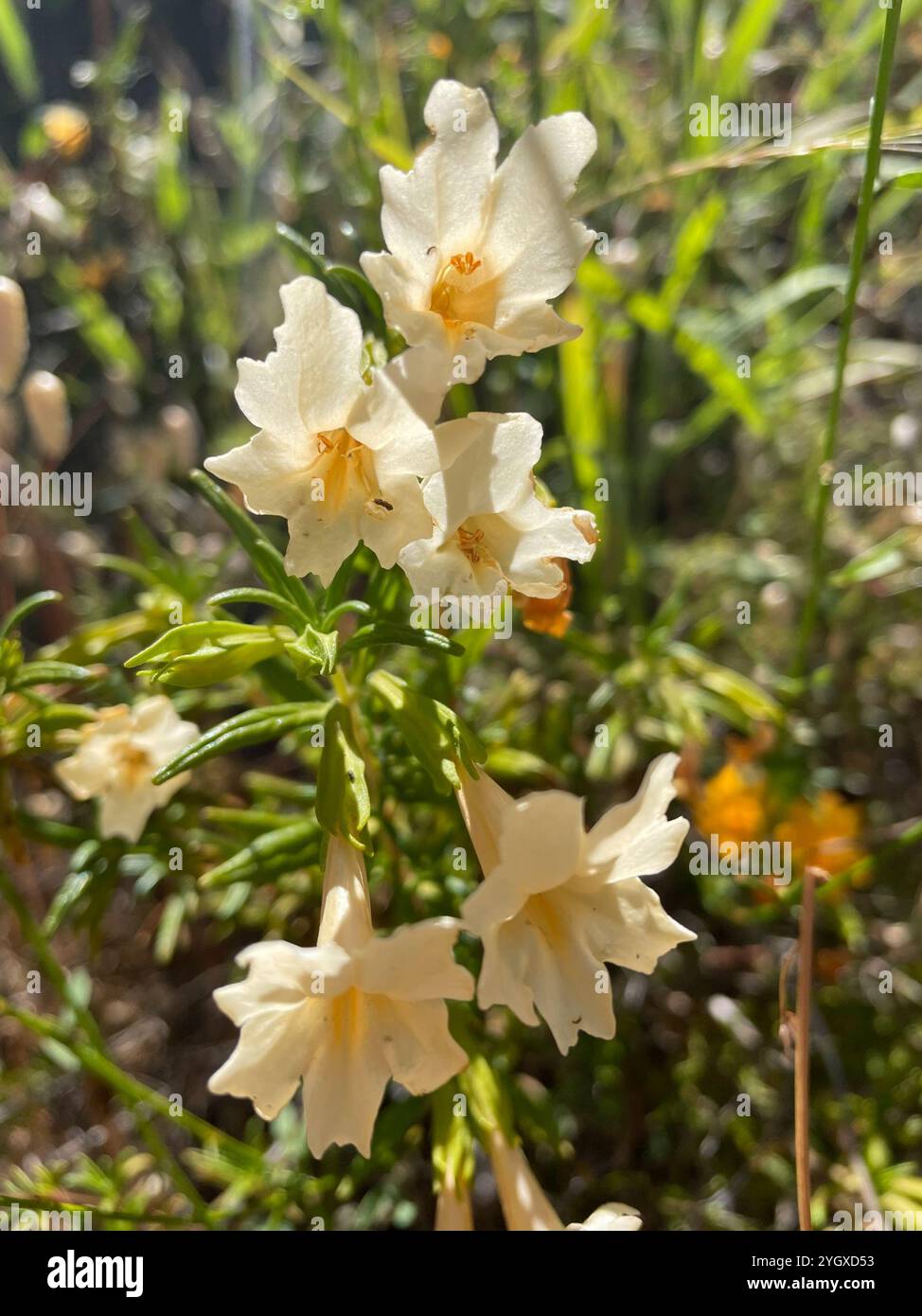 Monterey Monkeyflower (Diplacus linearis Stock Photo - Alamy