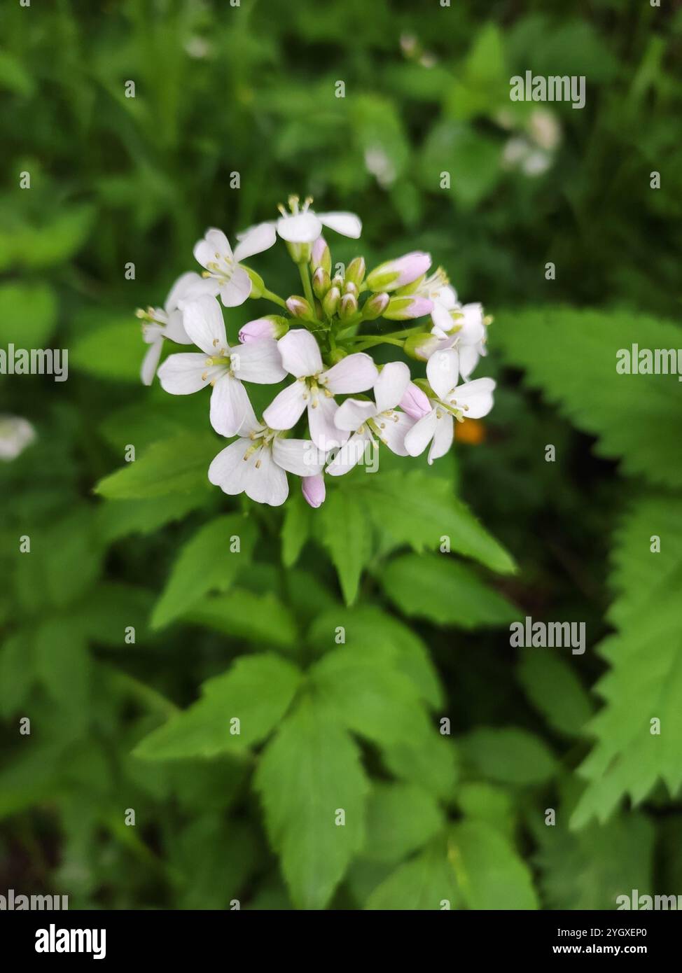 Large-leaved Bittercress (Cardamine macrophylla Stock Photo - Alamy