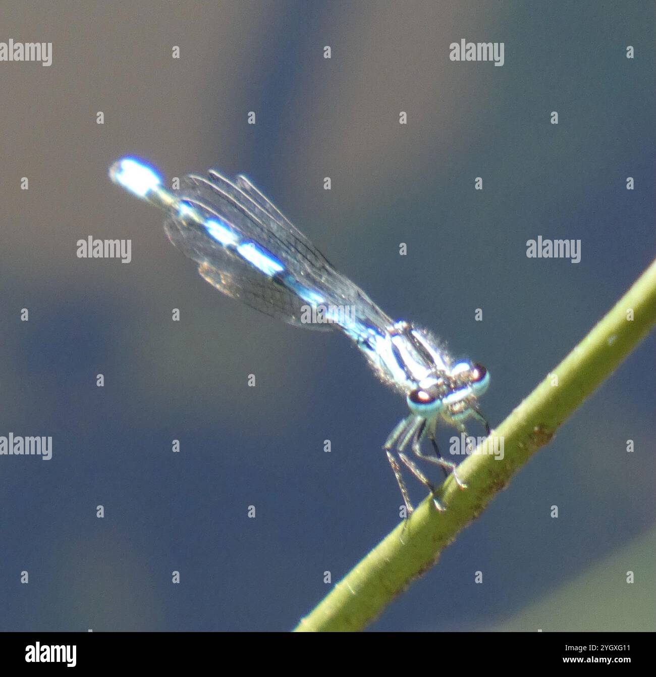 Azure Damselfly (Coenagrion puella Stock Photo - Alamy